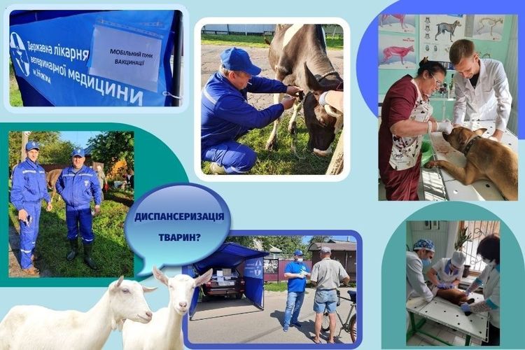 Диспансеризація тварин 2025