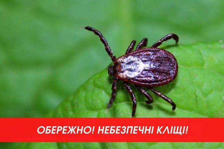 кліщі