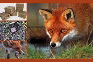 Пероральна імунізація